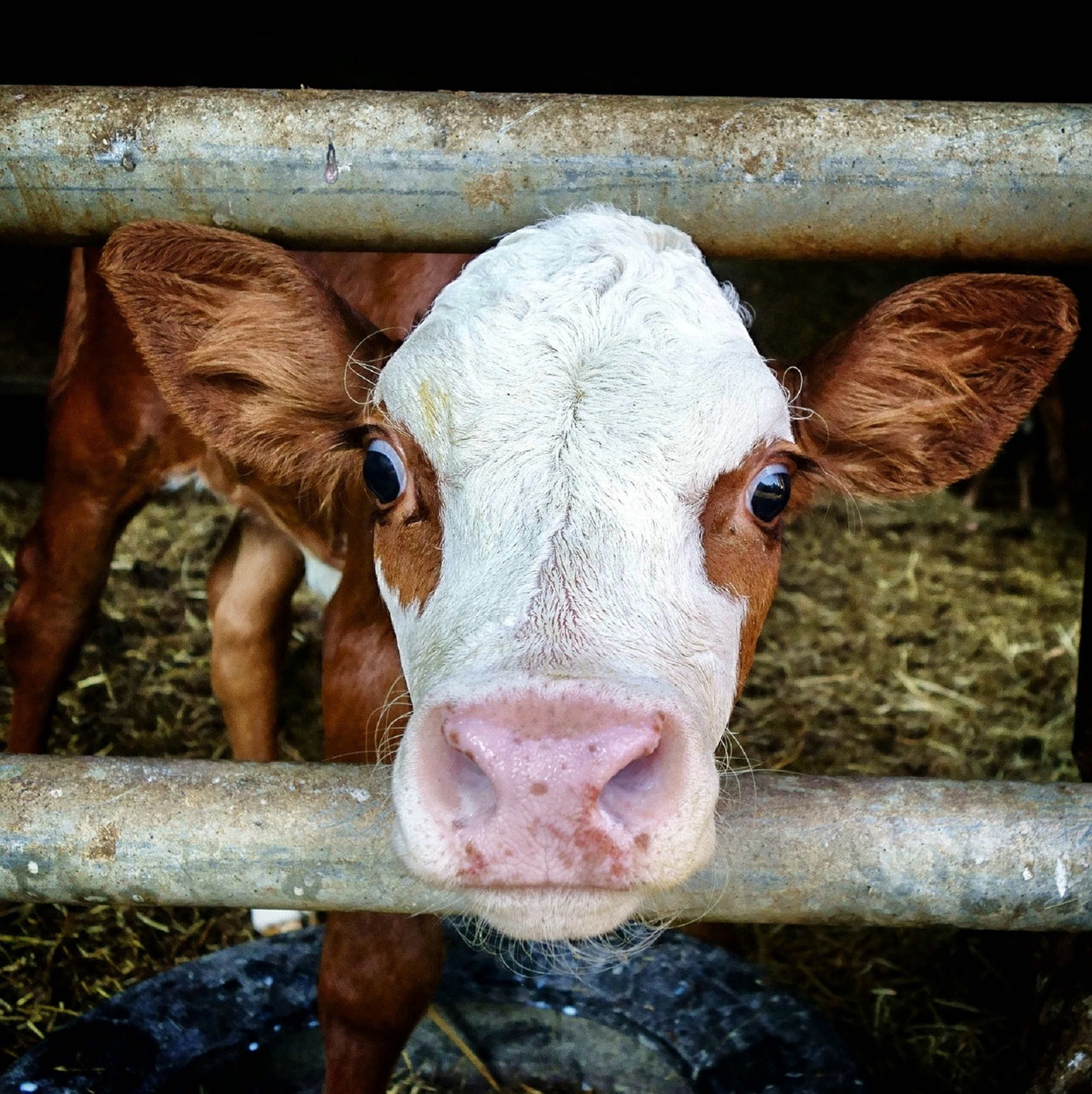 Junges Kalb im Stall der Familie Jehle