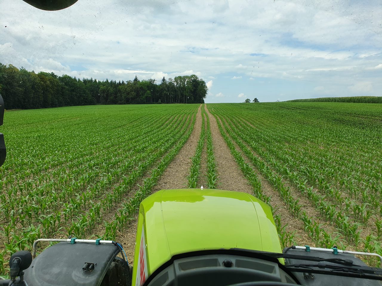 Blick aus der Schlepperkabine über ein junges Maisfeld